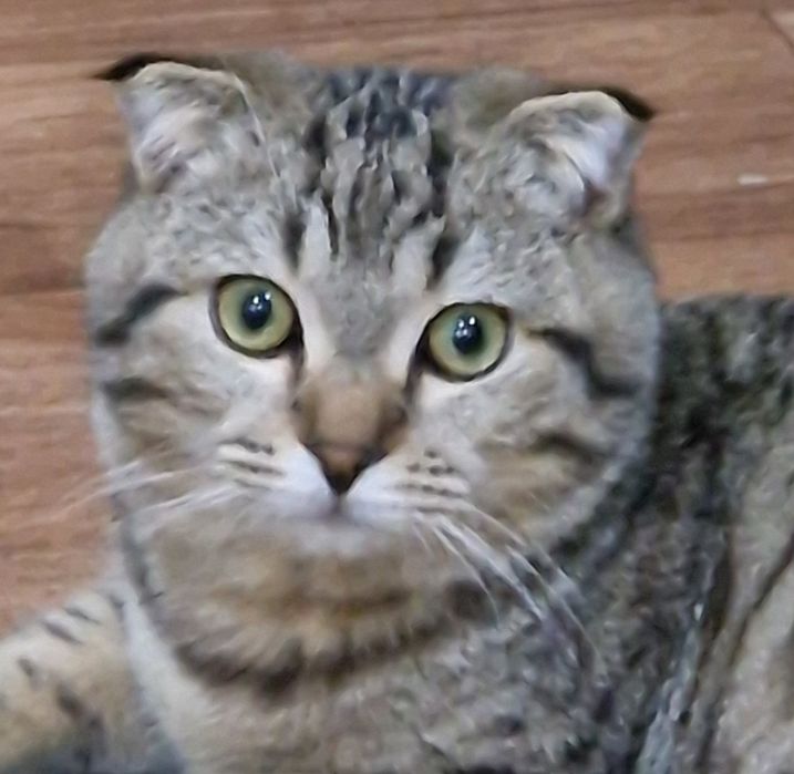 Кот мальчик/ұл мысык бесплатно