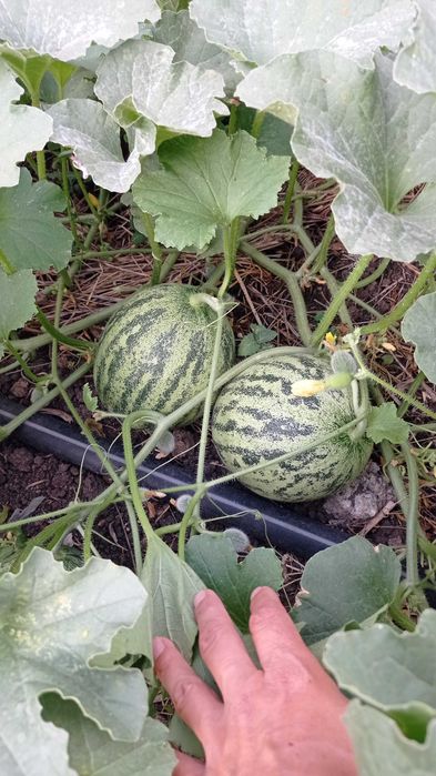 Стари сортове семена