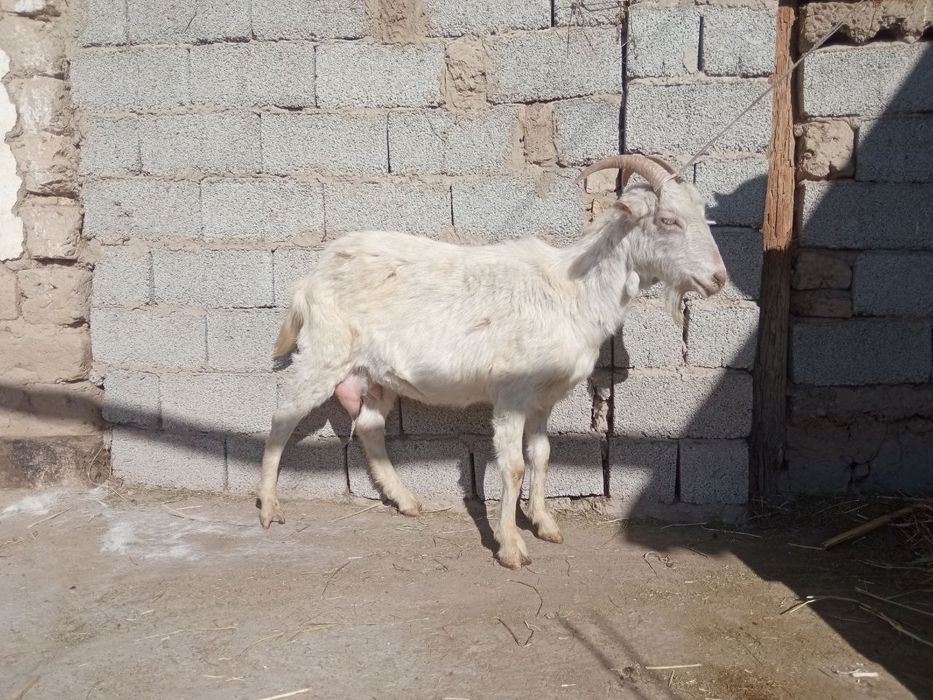 Sutli echkilar bor soni cheklangan