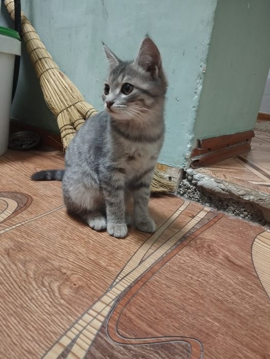 Отдам котят девочки