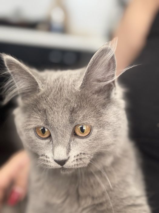 Продается Британский кот