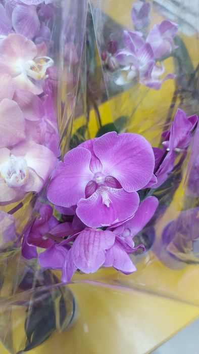 Большой выбор орхидей к празднику