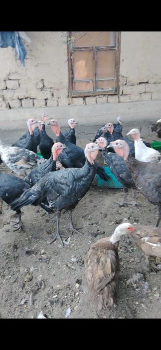 Продаю индюшек,весенний вывод