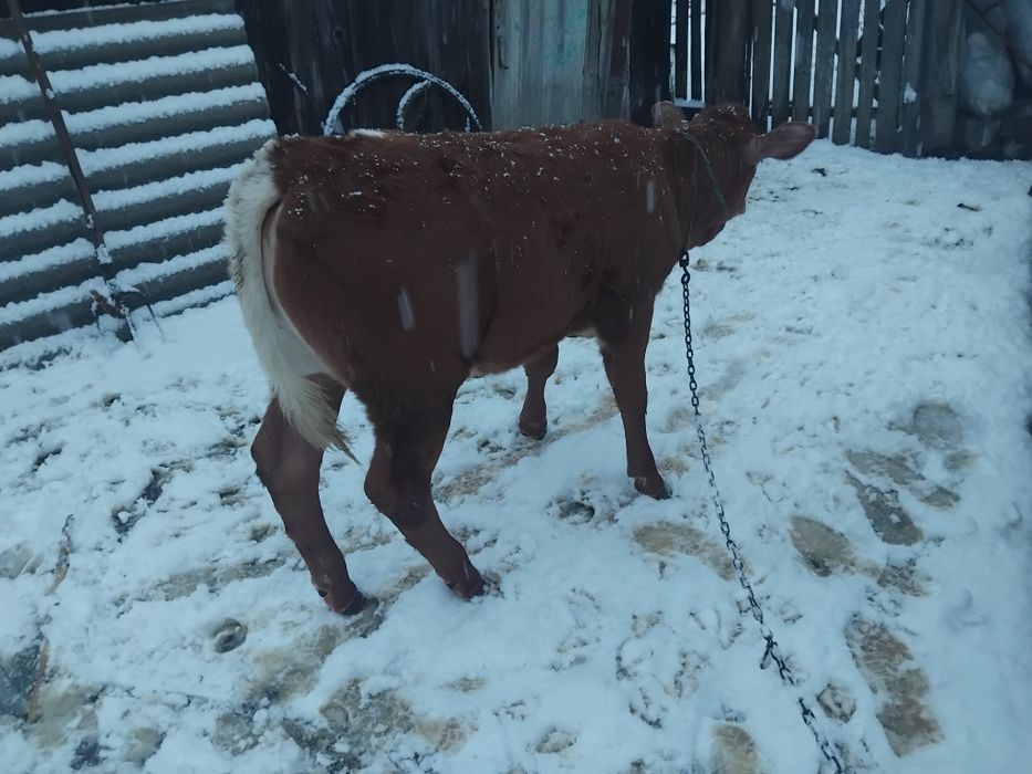 De vânzare vițică