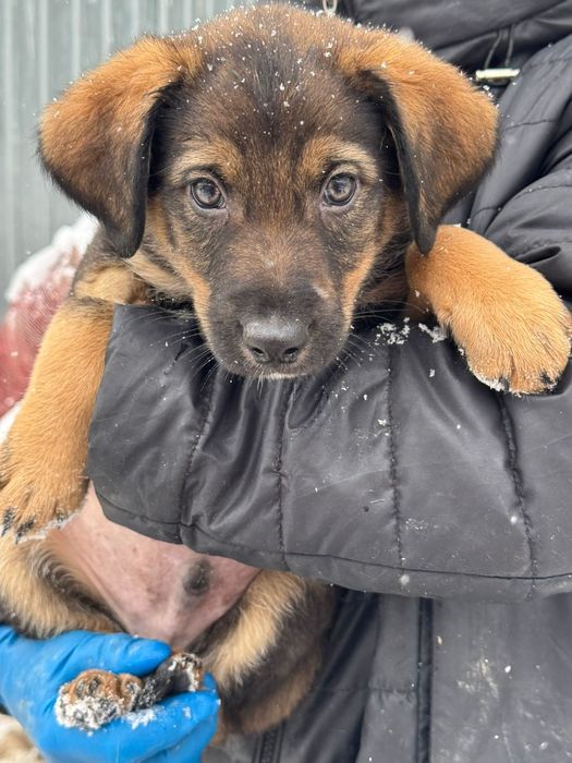 Красивые щенки ищут дом