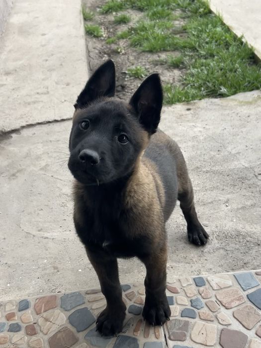 Pui Ciobanesc Belgian - pedigree FCI