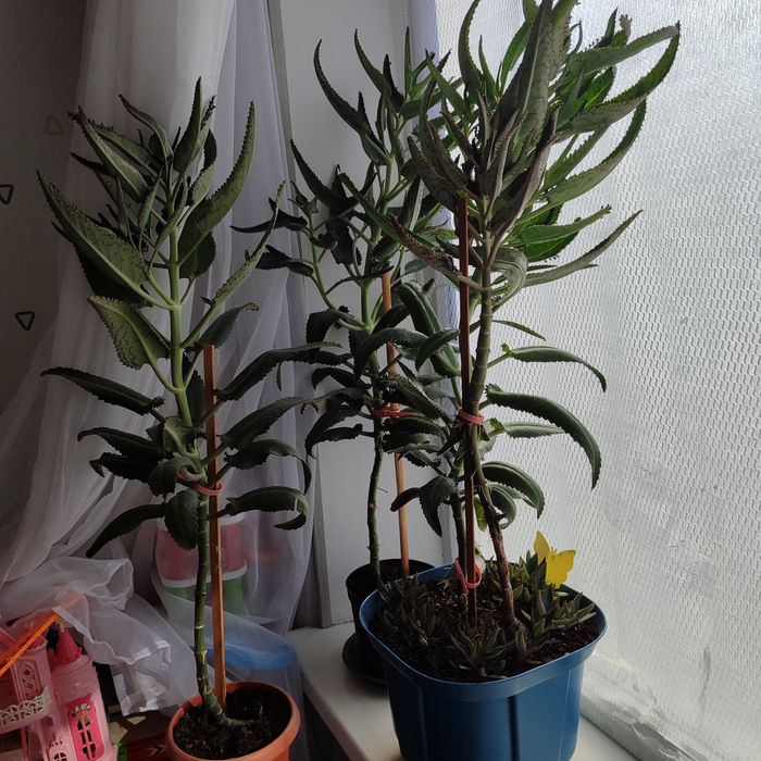 Каланхоэ дегремона