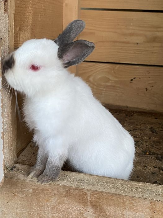 Vand pui de iepure rex pitic mascul cu varsta de 7 luni