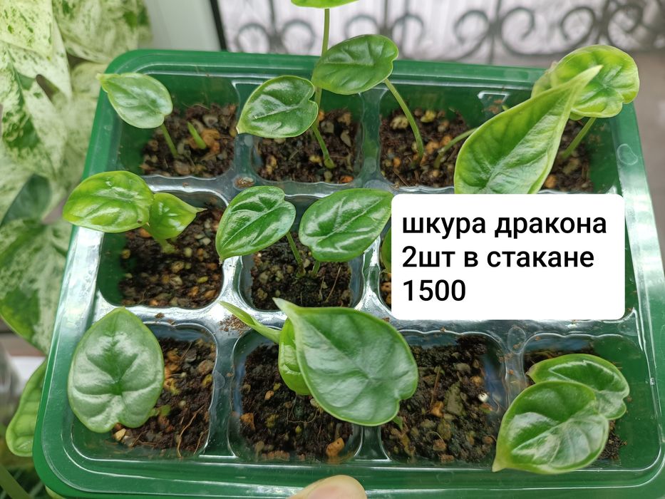 Алоказии детки  срочно