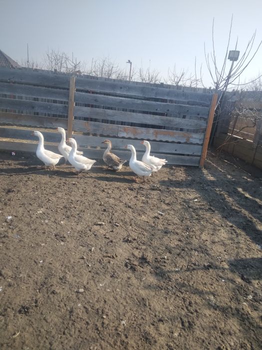 ,Găini,Rațe,Găște