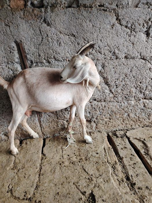 Занен ешилер сатылады