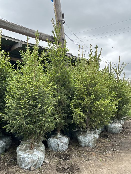 Продаются ЕЛИ, Сосна, тополя