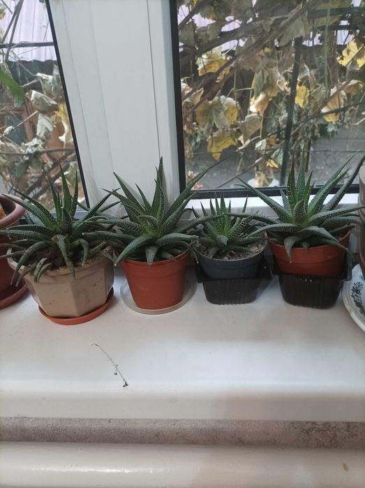 Комнатные растения