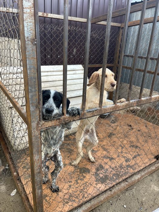 Продается щенки Немецкий дратхар