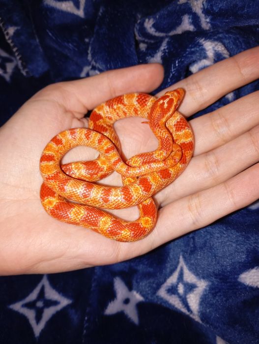 Ручной маисовый полоз