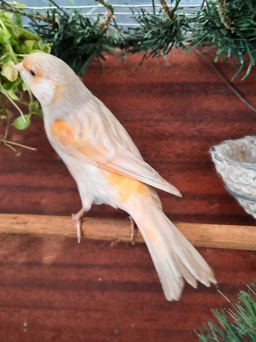 Пара канареек сатинет .