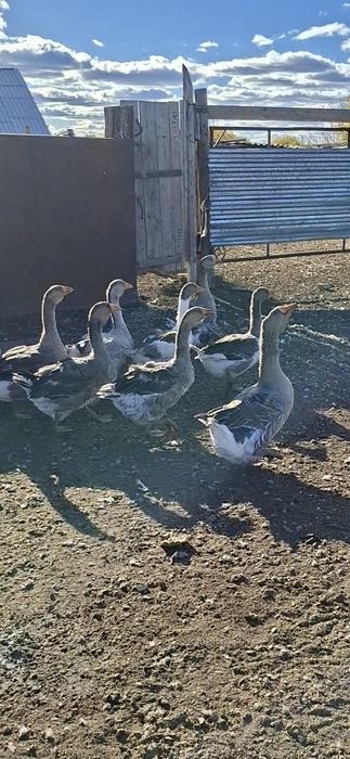 Крупные хорошие гуси