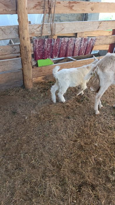 Козлёнок Занен мальчик