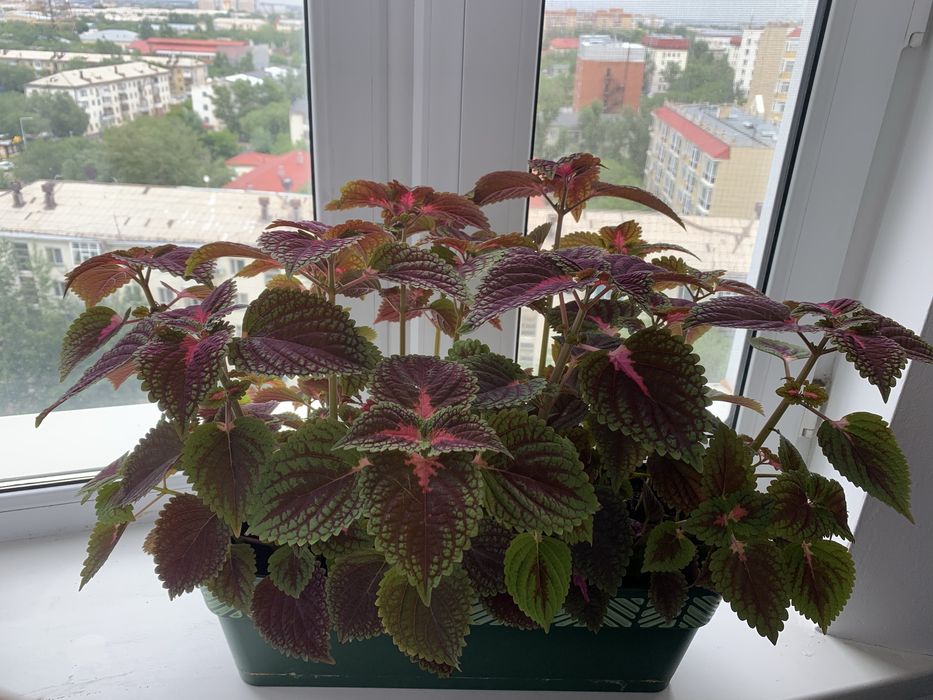 Черный бархат, разного размера