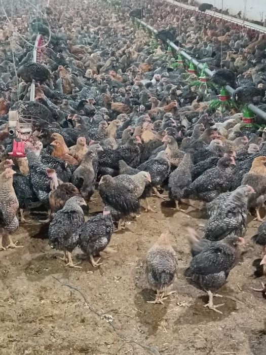 Puii albi de carne și rasa mixta
