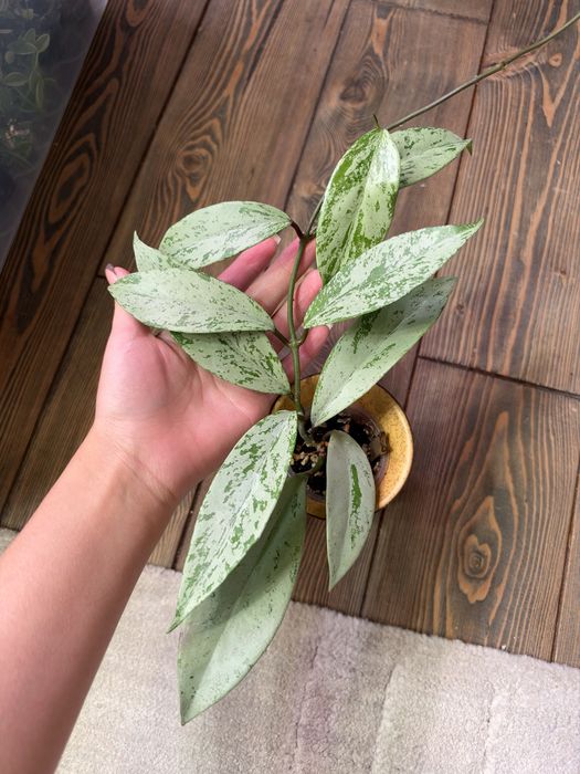 Хойи укорененные продажа