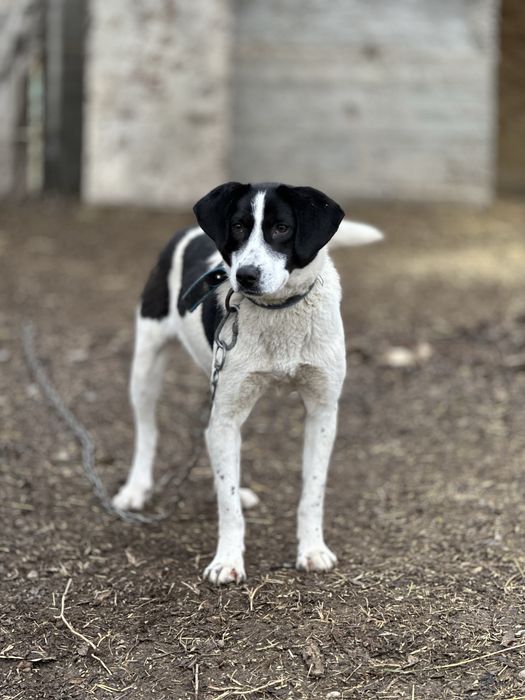 Принцесса. Собака ищет семью. Добрая