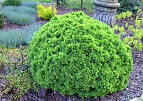 Пицея Алберта Глобе