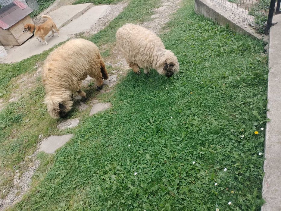 Oi din această primăvară
