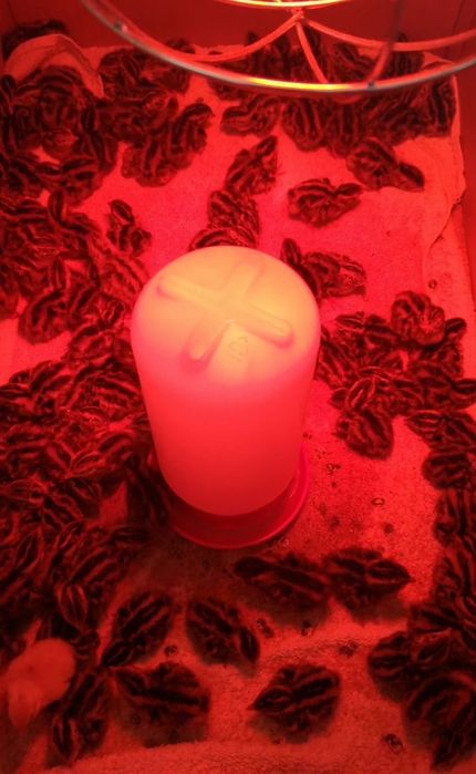 Pui de prepeliță japoneză