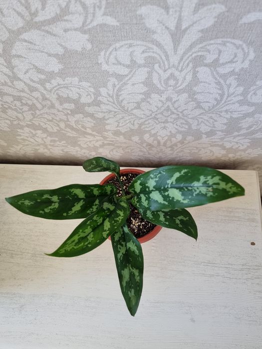 Аглаонема Мария 5000 тенге