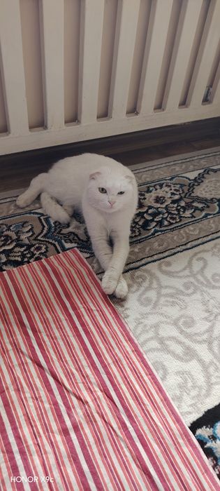 Muwuk sotiladi qizbola 500 ming