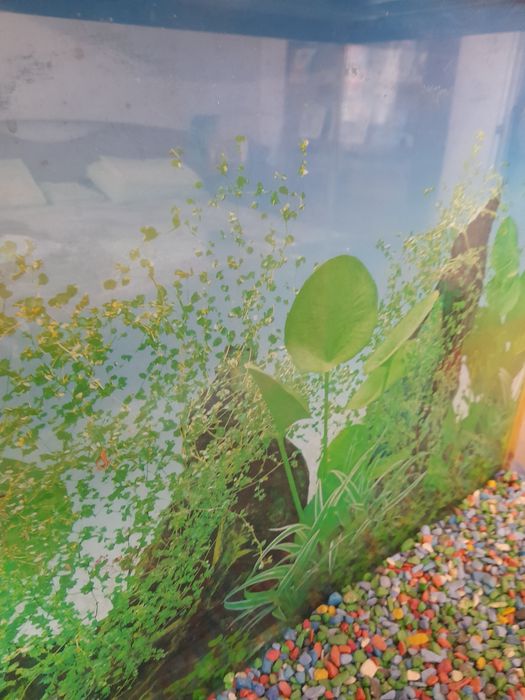 Аквариум с грунтом и светильником