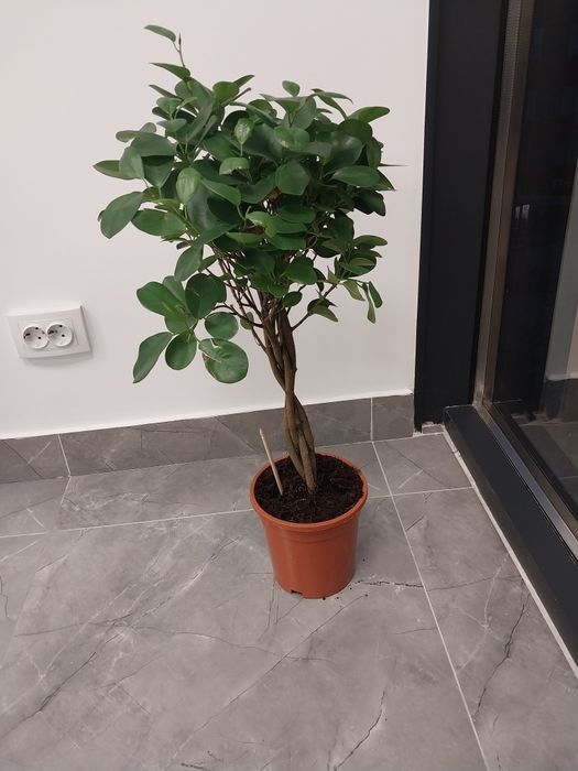 Мебель и цветы для офиса