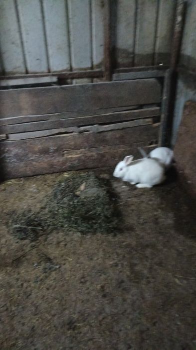 Vând iepuri de 6 luni de zile