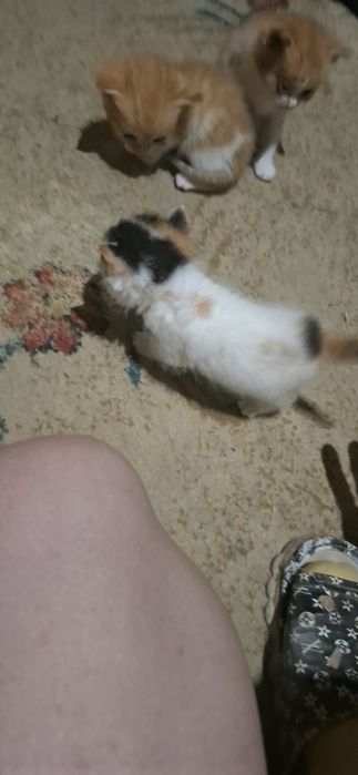 Отдам бесплатно котят