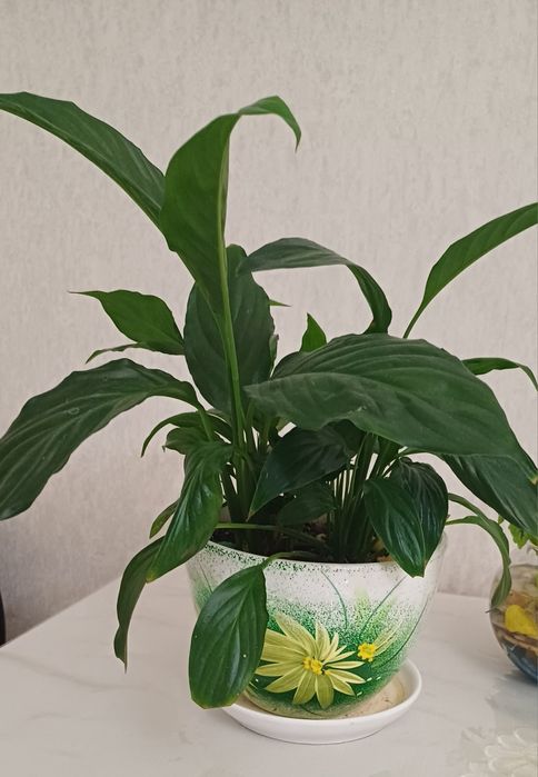 Комнатные растения