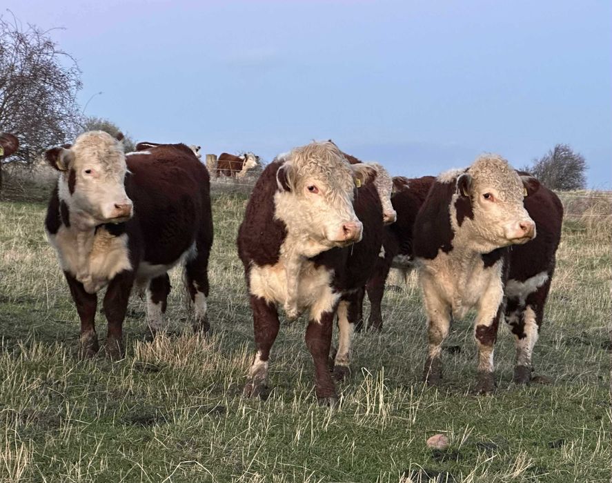 Елитни бикове Херефорд