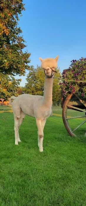 Vând Alpaca femele și masculi