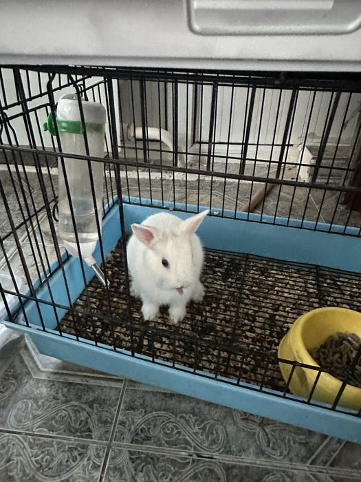 Кролик кролик кролик