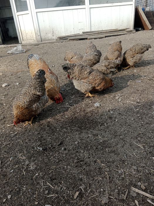 Продам куры Билефельдер.