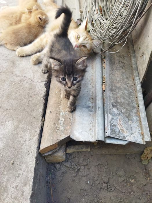 Котенок девочка на большую удачу