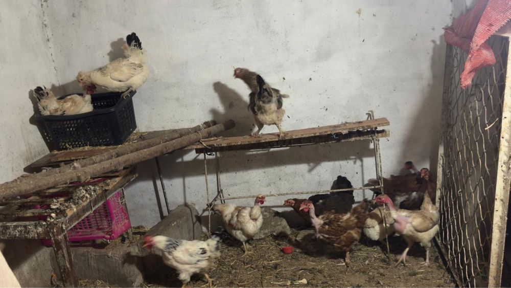 срочно продам кур