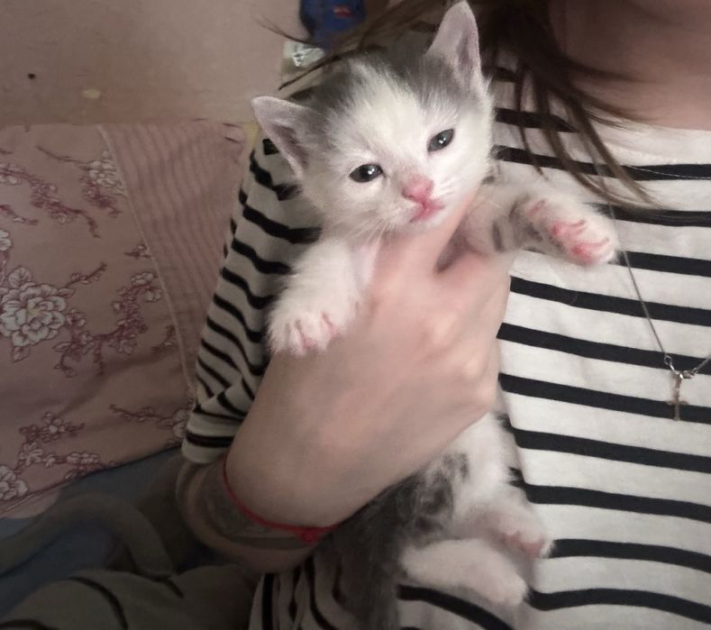 котята очень красивые