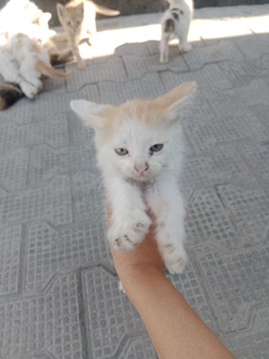 Отдам котят в хорошие руки