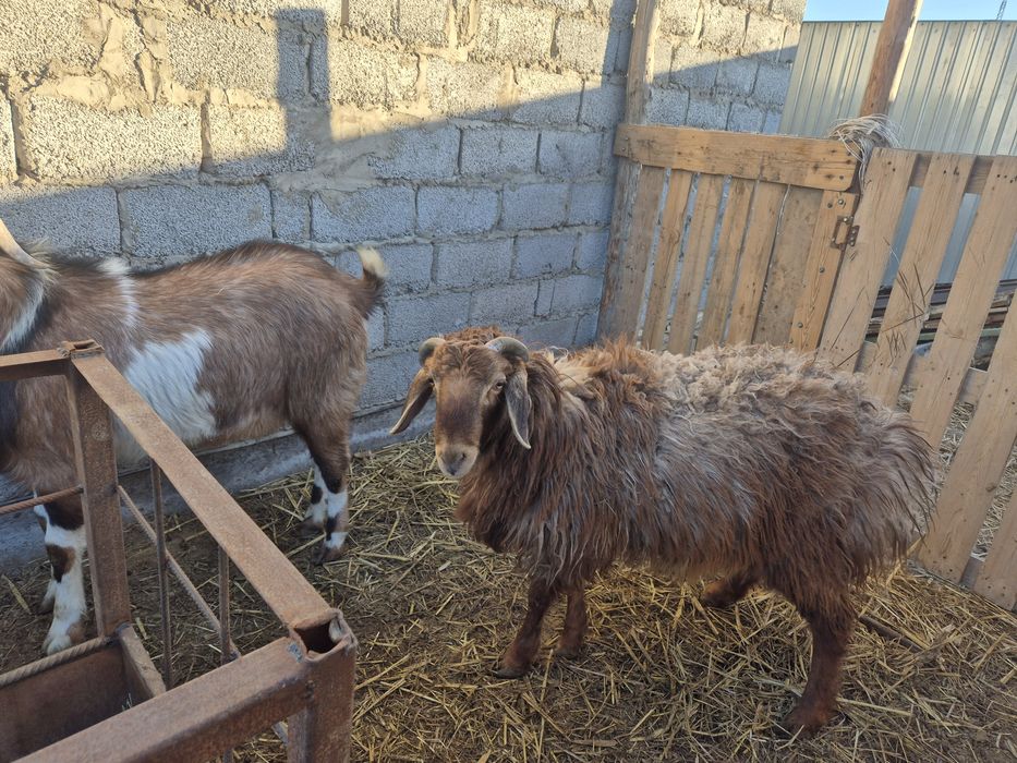 Қашыруға теке ,қошқар