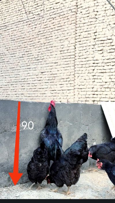 Гигант Корашахзодаларни тухум жужалари сотилади