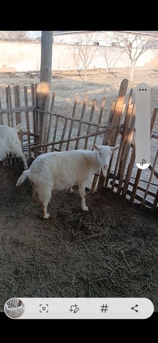 Занеен ешкі шібіш теке сатылады