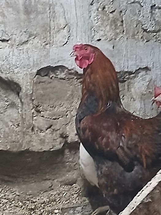 Продам петуха 4500