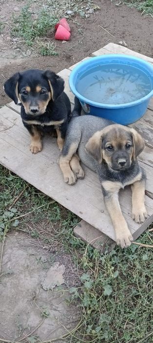 Отдам щенка- девочку в хорошие руки