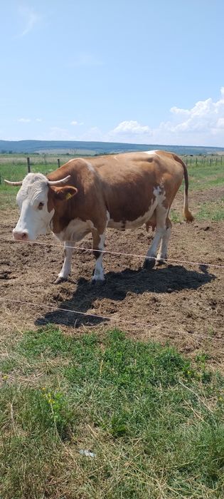 Vaca bălțată de vânzare